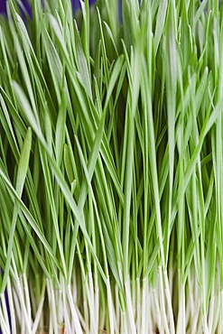 Close-up of wheatgrass