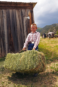 Boy collecting hay, USA, Colorado 