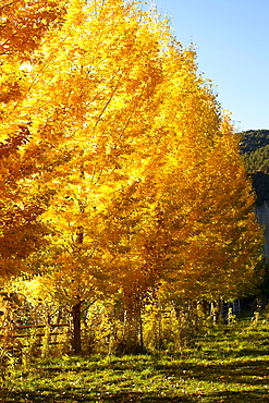 USA, Colorado, Trees in autumn foliage, USA, Colorado