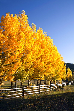 USA, Colorado, Trees in autumn foliage, USA, Colorado