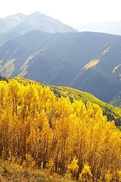 Autumn landscape with aspen trees, Colorado, United States