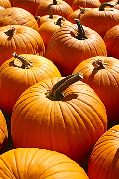 Pumpkins, full frame