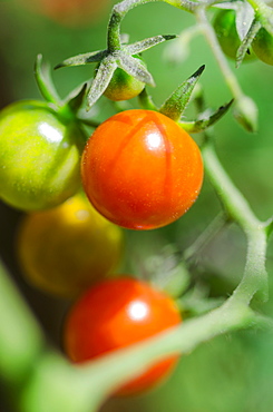 Fresh cherry tomatoes on vine