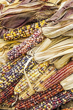 Corn cobs with husks