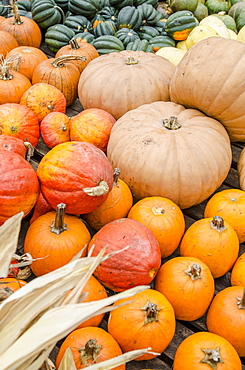 Heap of pumpkins