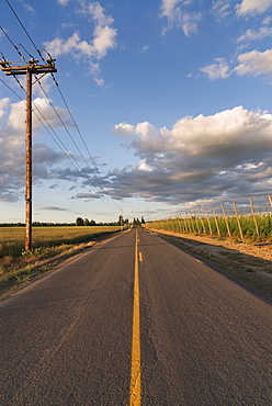 Empty road in diminishing perspective, Marion County, Oregon