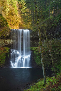 Silver Falls State Park, View of waterfall in forest, Silver Falls State Park,Oregon