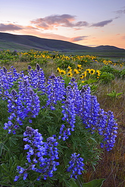 USA, Washington, Dalles Mountain State Park, Landscape with lupine flower in foreground, The Dalles Mountain State Park, Washington