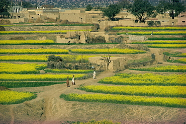 Women walking up a path to their village through farmland near Rawalpindi in the Punjab, Pakistan, Asia