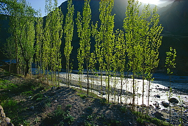 Poplars, Caspian area, Iran, Middle East