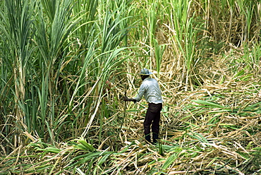 Cutting sugar cane, Barbados, West Indies, Caribbean, Central America