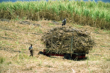 Cutting sugar cane, Barbados, West Indies, Caribbean, Central America