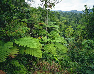 Rain forest, St. Lucia, Windward Islands, West Indies, Caribbean, Central America