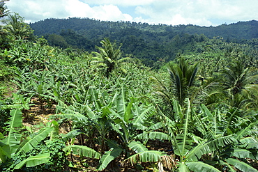 Banana plantation, St. Lucia, Windward Islands, West Indies, Caribbean, Central America