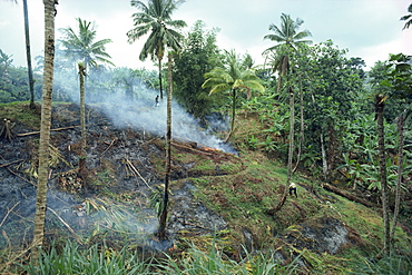 Slash and burn agriculture, St. Lucia, Windward Islands, West Indies, Caribbean, Central America