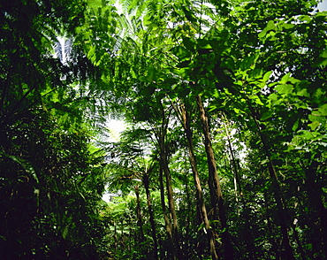 Rain forest, St. Lucia, Windward Islands, West Indies, Caribbean, Central America