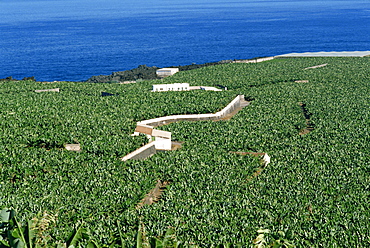 Banana plantations, Tenerife, Canary Islands, Spain, Atlantic, Europe