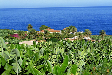 Banana plantations, Tenerife, Canary Islands, Spain, Atlantic, Europe