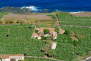 Banana plantations, Tenerife, Canary Islands, Spain, Atlantic, Europe