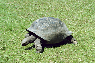 Giant tortoise, Curieuse Island, Seychelles, Indian Ocean, Africa