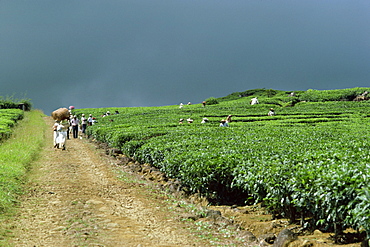 Tea estate, Mauritius, Africa