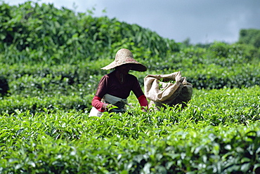 Tea picking, Mauritius, Africa