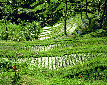 Rice terraces, Bali, Indonesia, Southeast Asia, Asia