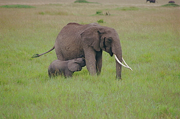 Adult elephant and calf, Masai Mara, Kenya, Africa