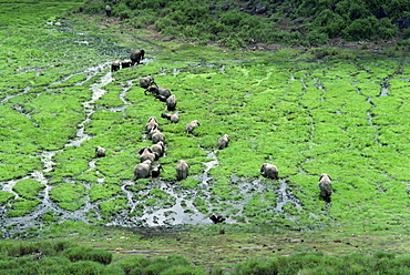 Elephant, Amboseli National Park, Kenya, East Africa, Africa