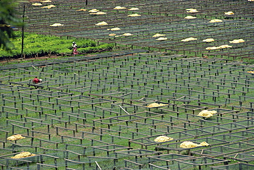 Coffee nursery, Kenya, East Africa, Africa