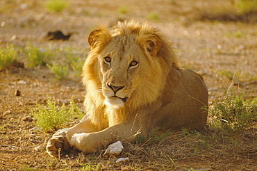Lion (Panthera leo), Sambura, Kenya, Africa