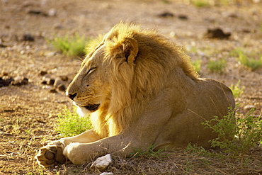 Lion, Samburu National Reserve, Kenya, East Africa, Africa