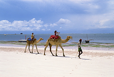 Camels for tourists, Nyali Beach, Kenya, East Africa, Africa