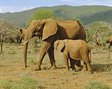 Elephants, Samburu National Reserve, Kenya