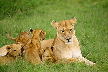 Lioness and cubs, Masai Mara National Reserve, Kenya, East Africa, Africa