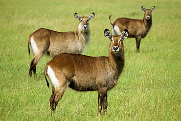 Waterbuck, Masai Mara National Reserve, Kenya, East Africa, Africa