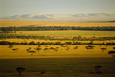 Masai Mara National Reserve, Kenya, East Africa, Africa