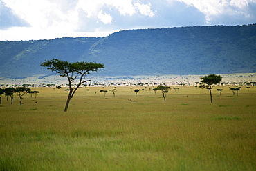 Masai Mara National Reserve, Kenya, East Africa, Africa