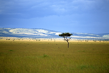 Masai Mara National Reserve, Kenya, East Africa, Africa