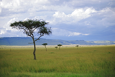 Masai Mara, Kenya, Africa