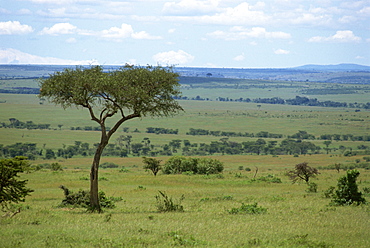 View across Masai Mara landscape, Kenya, East Africa, Africa