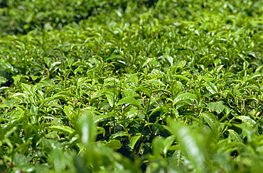 Tea bushes, Cameron Highlands, Malaysia, Southeast Asia, Asia