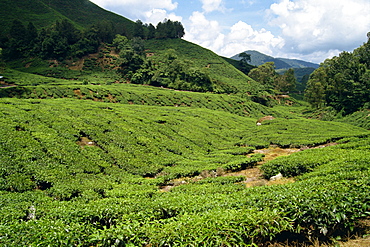 Tea country, Cameron Highlands, Malaysia, Southeast Asia, Asia