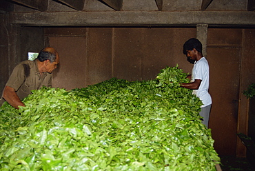 Tea production, Cameron Highlands, Malaysia, Southeast Asia, Asia