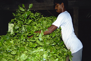 Tea production, Cameron Highlands, Malaysia, Southeast Asia, Asia