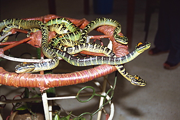 Close-up of snakes in the Snake Temple in Penang, Malaysia, Southeast Asia, Asia