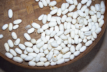 Basket of silkworms the raw material for the silk industry in Chiang Mai, Thailand, Southeast Asia, Asia