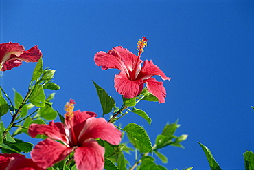 Pink hibiscus flowers, Bermuda, Central America