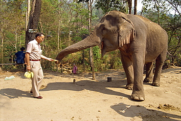 Tourist feeding bananas to an elephant at the Elephant camp near Chiang Mai, Thailand, Southeast Asia, Asia