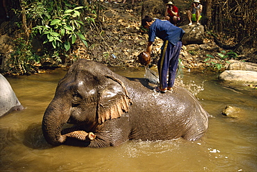 Mahout washing elephant, Elephant Camp near Chiang Mai, Thailand, Southeast Asia, Asia